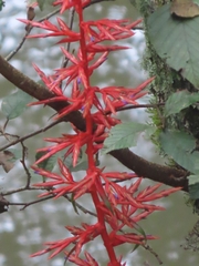 Tillandsia guatemalensis