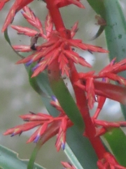 Tillandsia guatemalensis