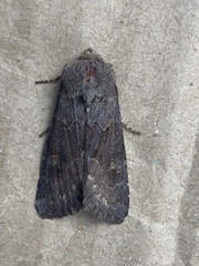 Aporophyla lutulenta