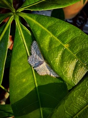 Idaea tacturata