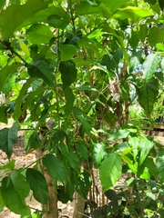Bunchosia glandulifera