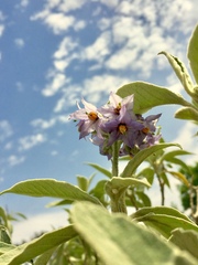 Solanum granulosoleprosum