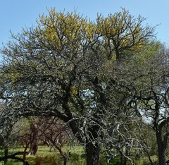 Vachellia astringens