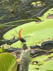 Aethriamanta brevipennis