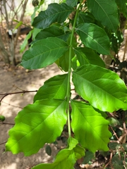 Bunchosia glandulifera