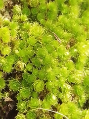 Ptychostomum