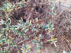 Salsola oppositifolia