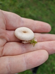Stropharia coronilla