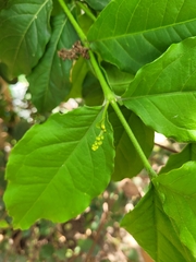 Bunchosia glandulifera