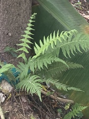 Thelypteridaceae