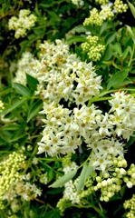 Sambucus australis