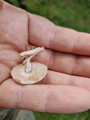 Stropharia coronilla