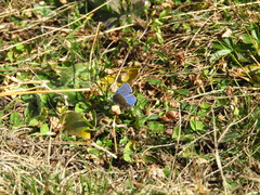 Polyommatus bellargus