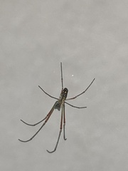 Leucauge