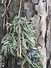 Evernia