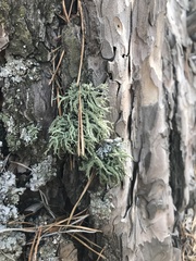Evernia
