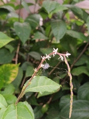 Petiveria alliacea