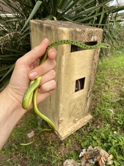 Philothamnus semivariegatus