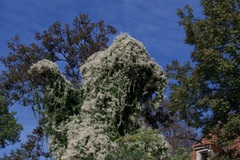 Fallopia baldschuanica