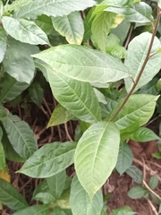 Petiveria alliacea