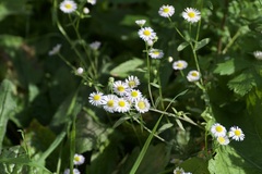 Erigeron annuus