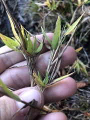 Dichanthelium lanuginosum