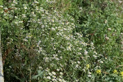 Erigeron annuus