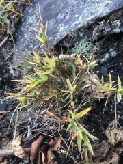 Dichanthelium lanuginosum