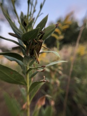 Hesperotettix viridis