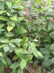 Petiveria alliacea