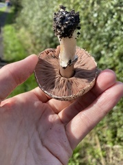 Agaricus semotus