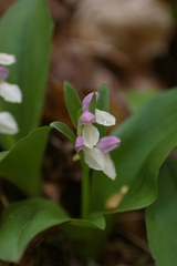 Galearis spectabilis