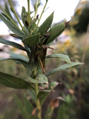 Hesperotettix viridis