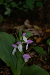 Galearis spectabilis