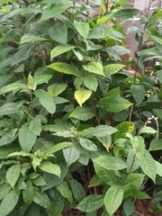 Petiveria alliacea