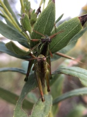 Hesperotettix viridis