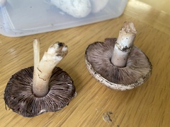 Agaricus semotus