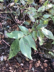 Vaccinium erythrocarpum