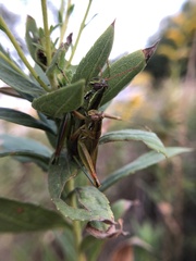 Hesperotettix viridis