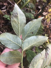 Vaccinium erythrocarpum