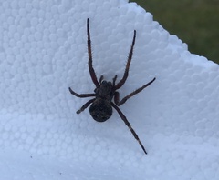 Araneus saevus