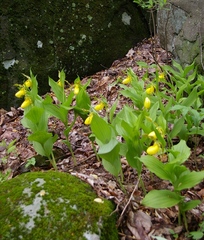 Cypripedium parviflorum pubescens