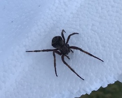 Araneus saevus