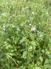 Mosla dianthera