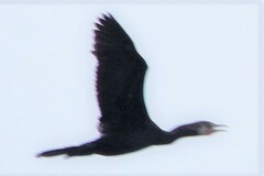 Phalacrocorax fuscicollis