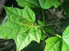 Oecanthus euryelytra
