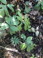 Hydrophyllum virginianum atranthum