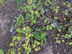 Polemonium pulcherrimum delicatum