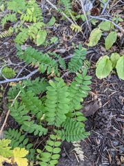 Polemonium pulcherrimum delicatum