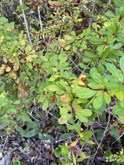 Berberis thunbergii